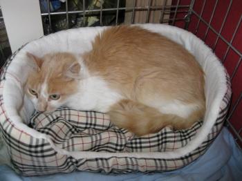 r Bild von Rosalie