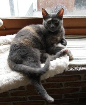 l Bild von Lulu