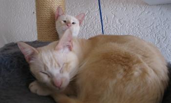 m Bild von Cashew