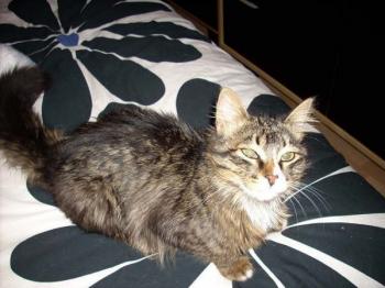Samantha Bild von Sam
