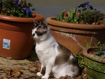 p Bild von Palmira