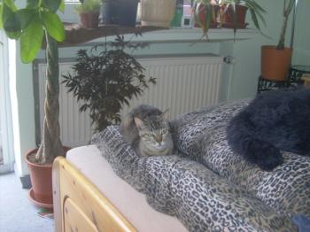 f Bild von Frida