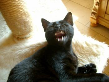n Bild von Nera