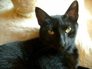 n Bild von Nera