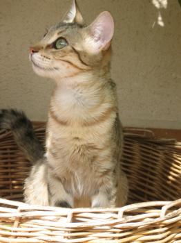 r Bild von Rania