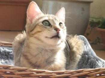 r Bild von Rania