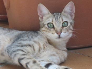 r Bild von Rania