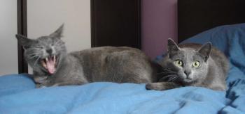 Mina und Azul Bild von Azul