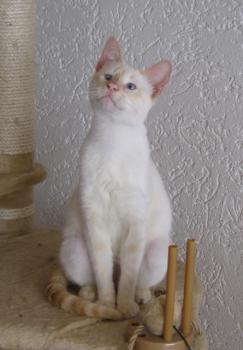 c Bild von Cashew
