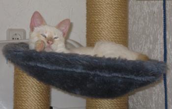 c Bild von Cashew