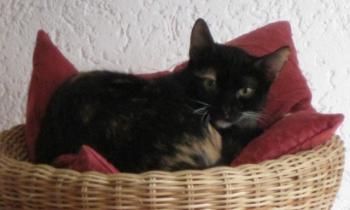 Bild von Uri