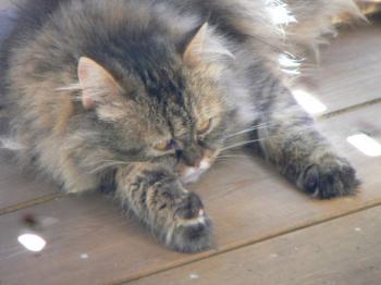 Bild von Lily