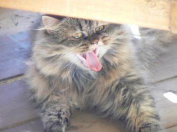 Bild von Lily