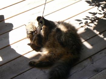 Bild von Lily