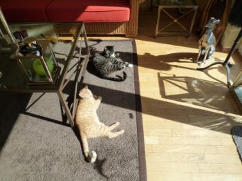 l Bild von Rubio
