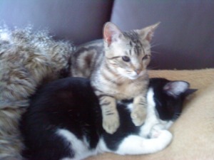 p Bild von Piscolabis