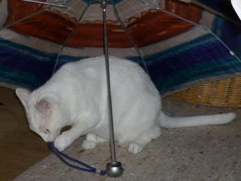 b Bild von Blanca