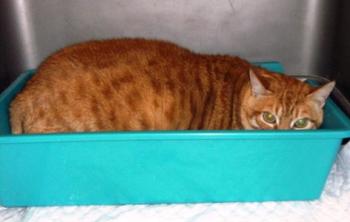 o Bild von Obelix