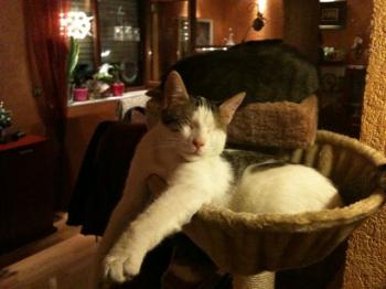 Magoo Bild von Magoo