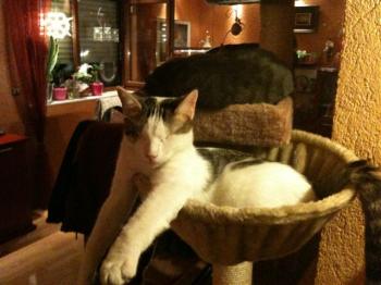 Magoo Bild von Magoo