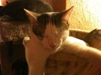 Magoo Bild von Magoo