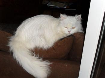Blanca Bild von Blanca