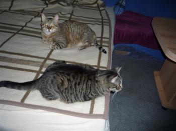 Bizca + Sandro Bild von Bizca