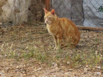 r Bild von Rosso
