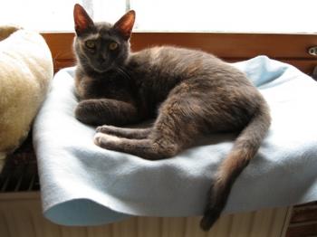 l Bild von Lulu