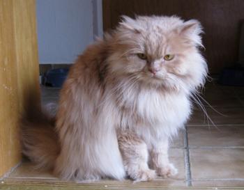 f Bild von Freddie