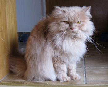 f Bild von Freddie