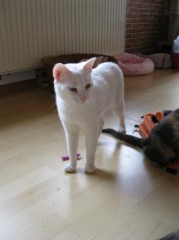 b Bild von Blanquito