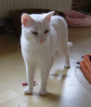 b Bild von Blanquito