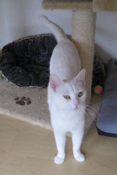 b Bild von Blanquito