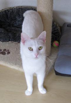 b Bild von Blanquito