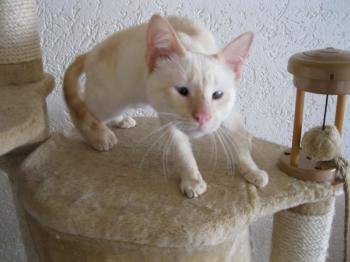 c Bild von Cashew