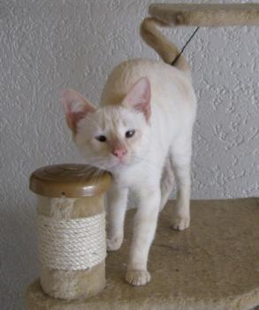 c Bild von Cashew