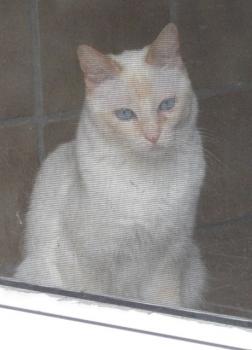 b Bild von Blanquita