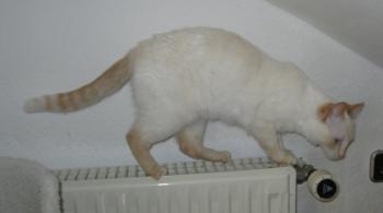 b Bild von Blanquita
