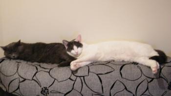 c Bild von Comino