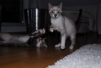 d Bild von Albin