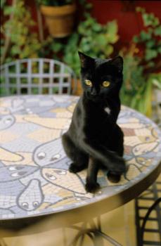 b Bild von Bastet