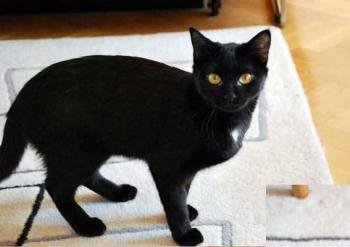 b Bild von Bastet