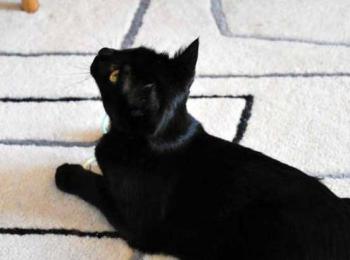 b Bild von Bastet