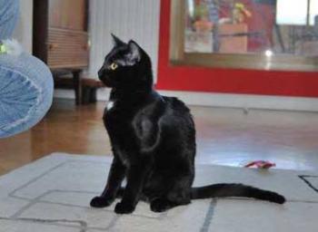 b Bild von Bastet