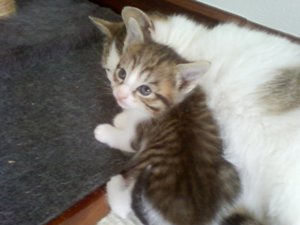 l Bild von Llody