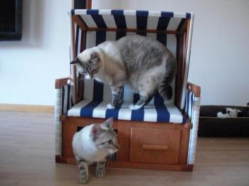 e Bild von Ernie