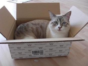 e Bild von Ernie