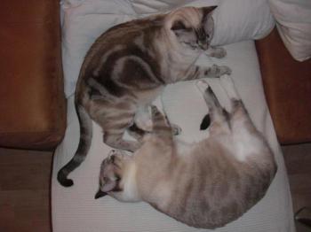 b Bild von Bert