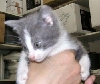 Bild von Grey